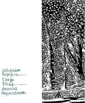Arbres